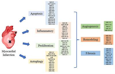 The Regulation Mechanisms and Clinical Application of MicroRNAs in Myocardial Infarction: A Review of the Recent 5 Years